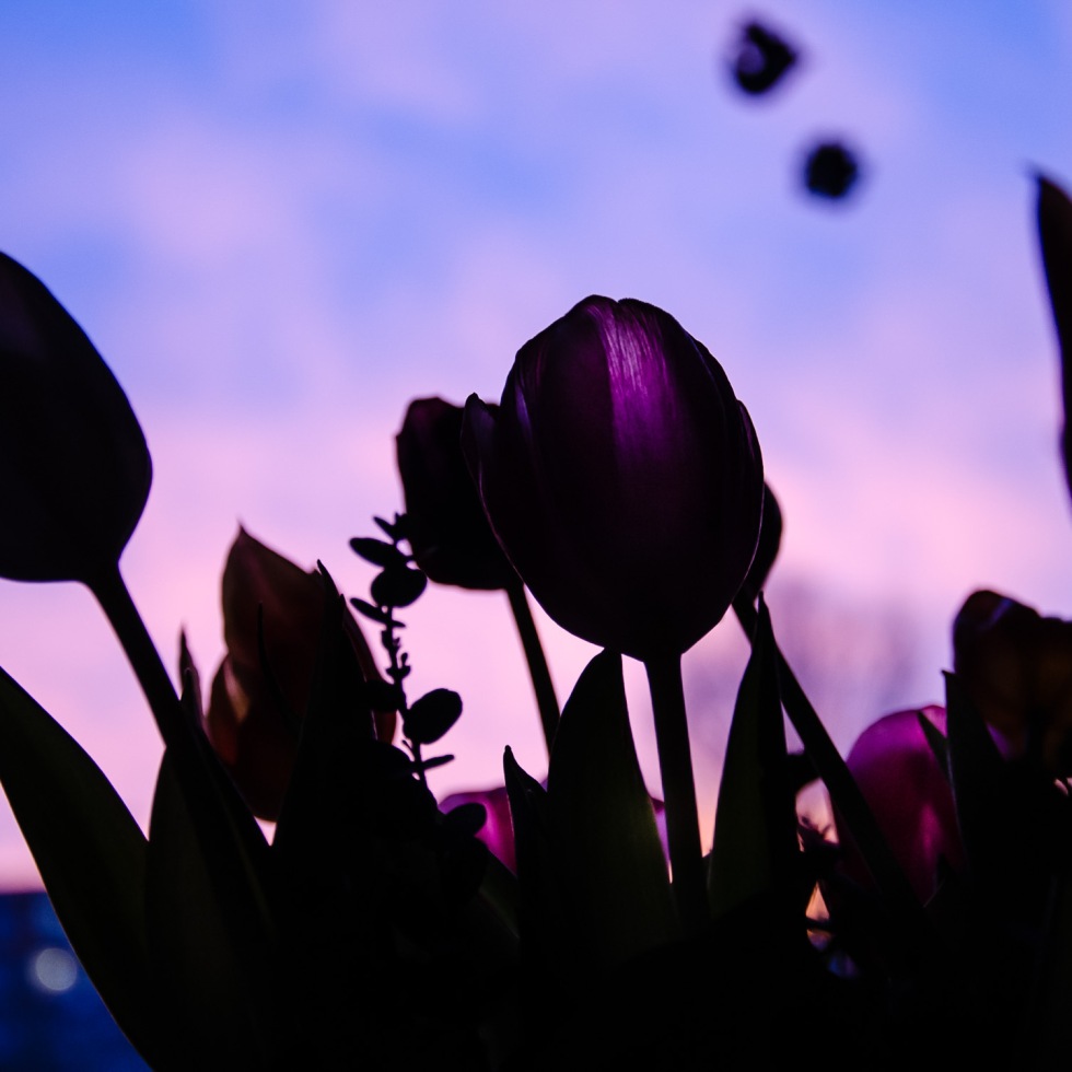 Tulip silhouette against twilight